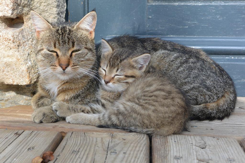 Saint-Hostien Aux Pays Des Sucsヴィラ 部屋 写真